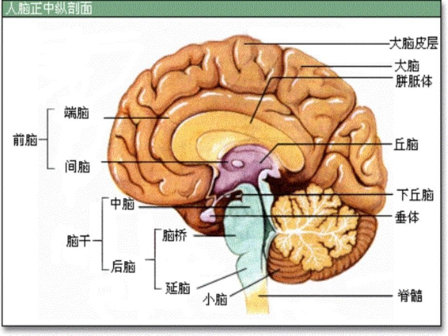 脑出血患者的护理_第5页