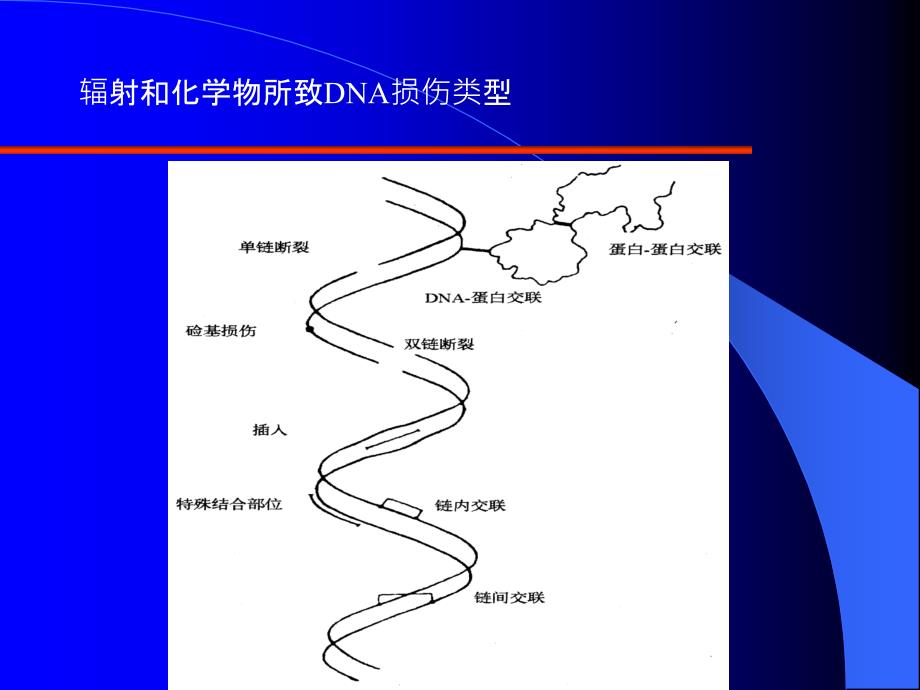 肿瘤放射治疗学停顿.ppt_第1页