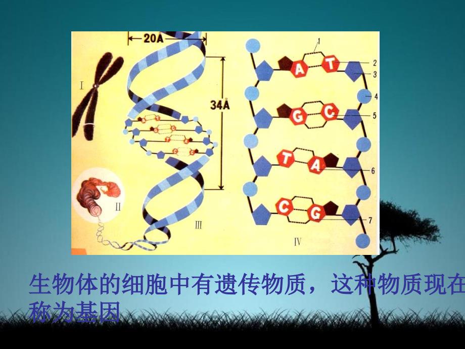 八年级生物上册第二节生物的遗传物质课件北京课改版课件_第2页