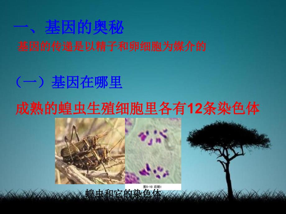 八年级生物上册第二节生物的遗传物质课件北京课改版课件_第3页