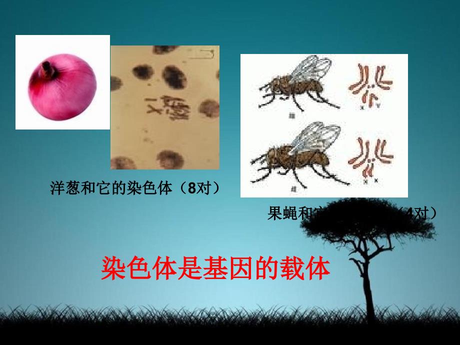 八年级生物上册第二节生物的遗传物质课件北京课改版课件_第4页