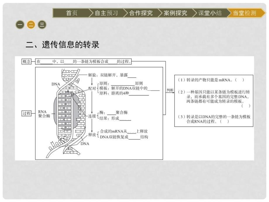 高中生物 第4章 基因的表达 第1节 基因指导蛋白质的合成课件 新人教版必修2_第5页