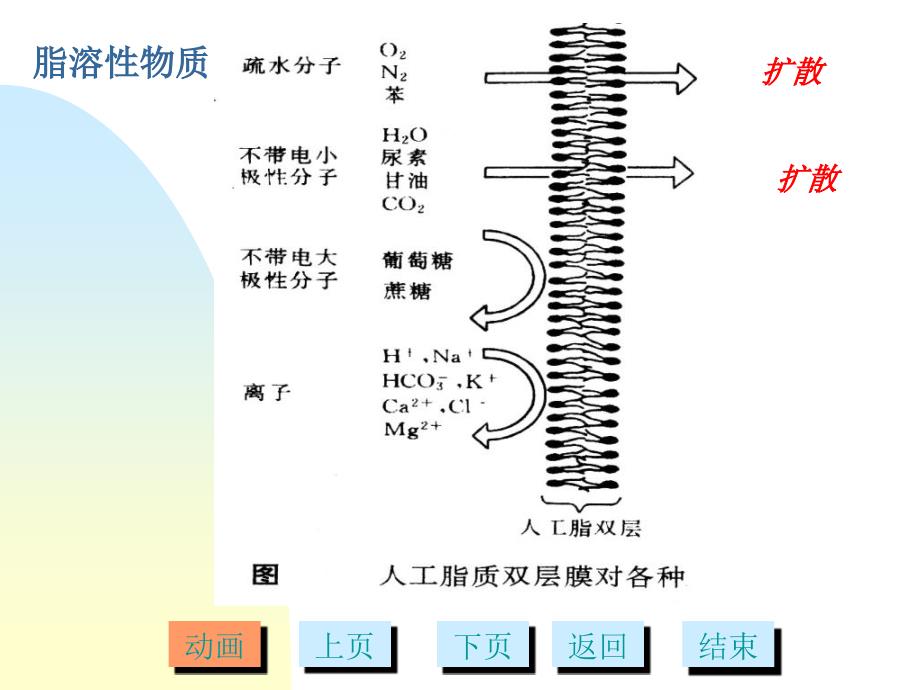 11第十章细胞的物质运输多媒体文档资料_第3页