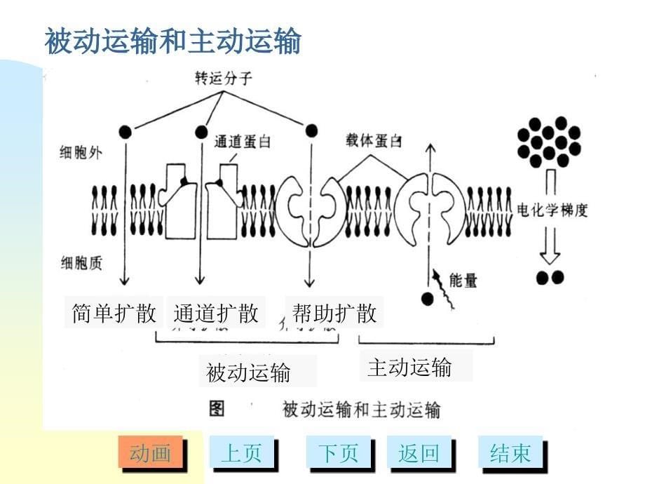 11第十章细胞的物质运输多媒体文档资料_第5页