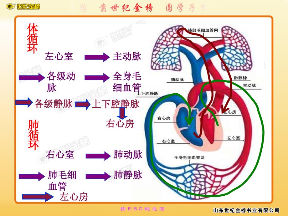 第4节当代主要疾病和预防_第4页