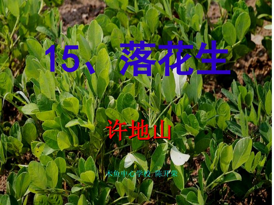 《落花生》课件（21页）_第1页