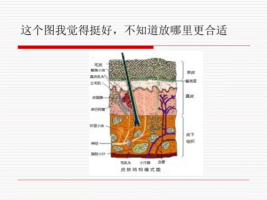 压疮的护理PPT课件_第2页