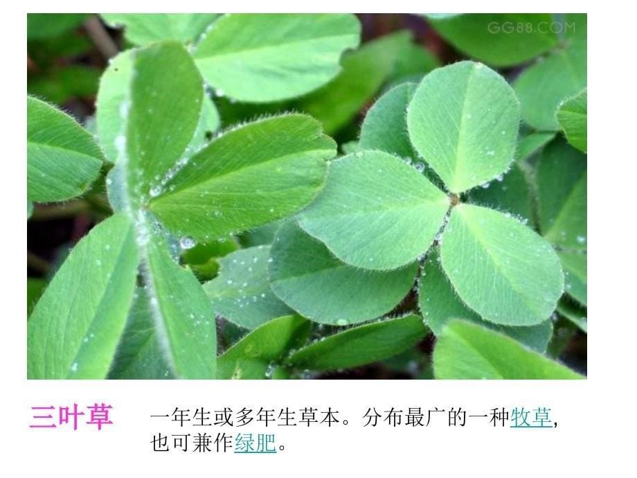 教科版科学三上大树和小草课件_第5页