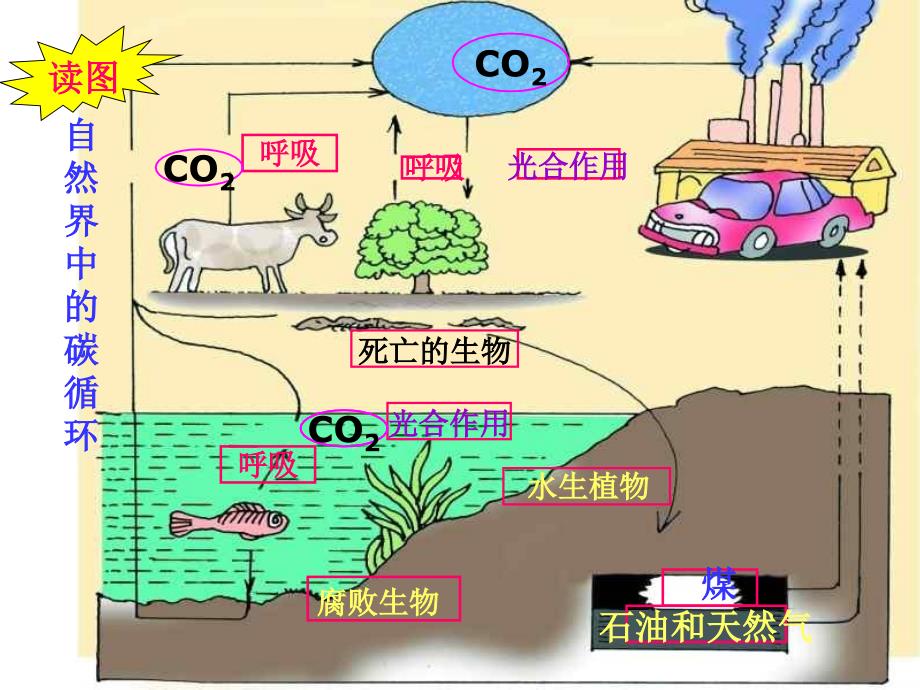 自然界中氧和碳的循3(浙教版)_第3页