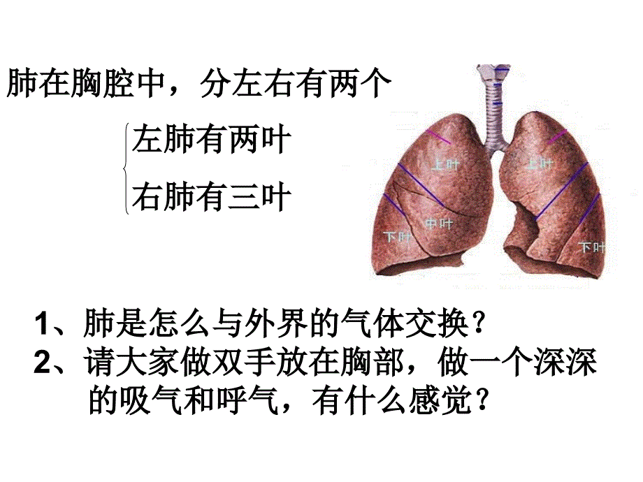 发生在肺的气体交换第一课时人教版新教材_第3页