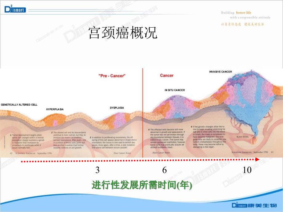 HPV病毒介绍及检测意义_第4页