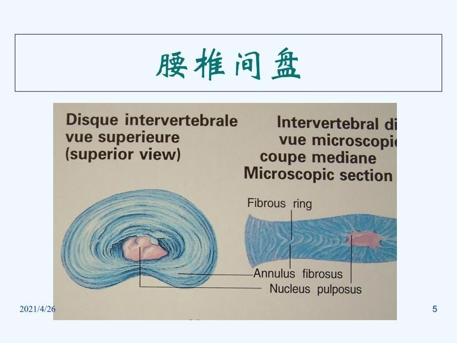 腰椎间盘突出症（142页）_第5页