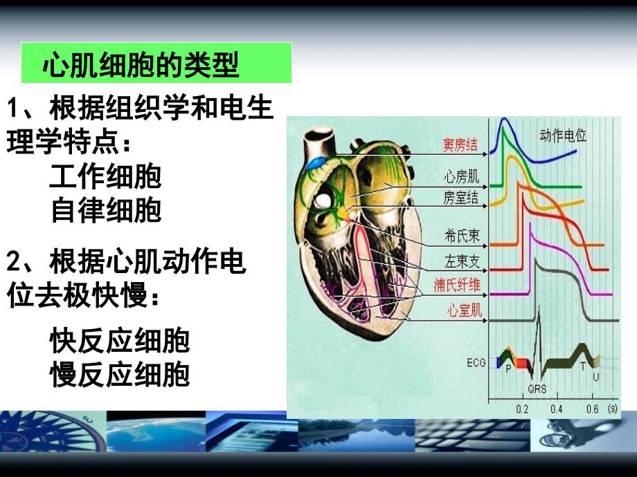 《心脏的电生理特性》PPT课件_第3页