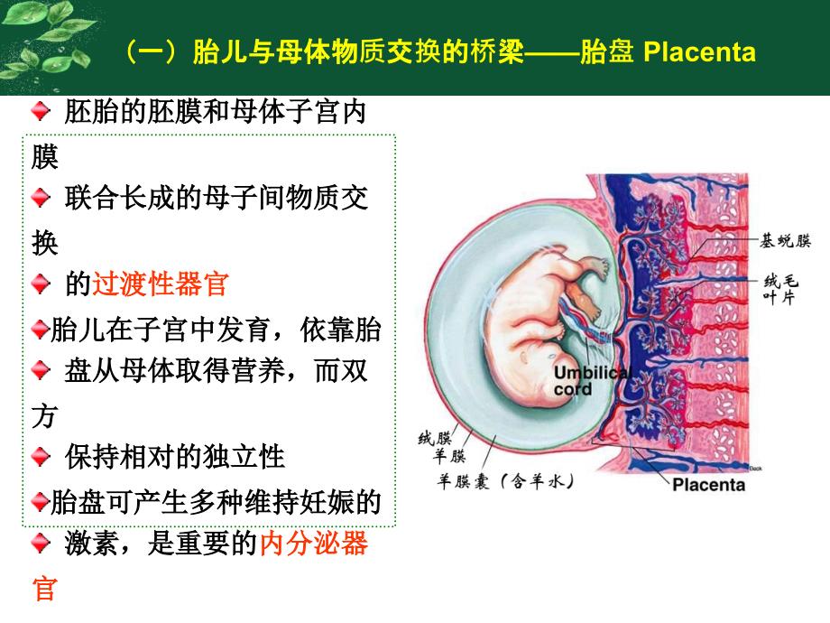 胎儿血液循环与先心_第4页