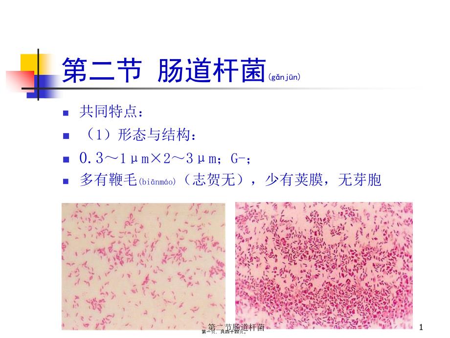 第二节肠道杆菌课件_第1页