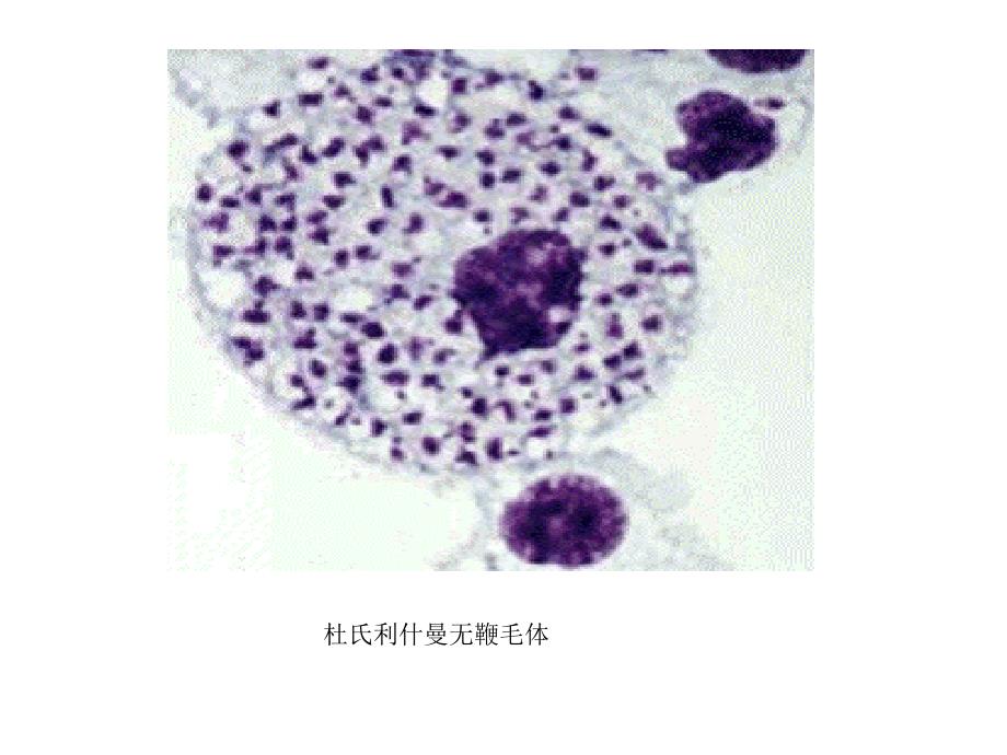 寄生虫学实验考试图1_第4页