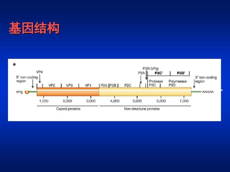 《肠道病毒》PPT课件_第5页