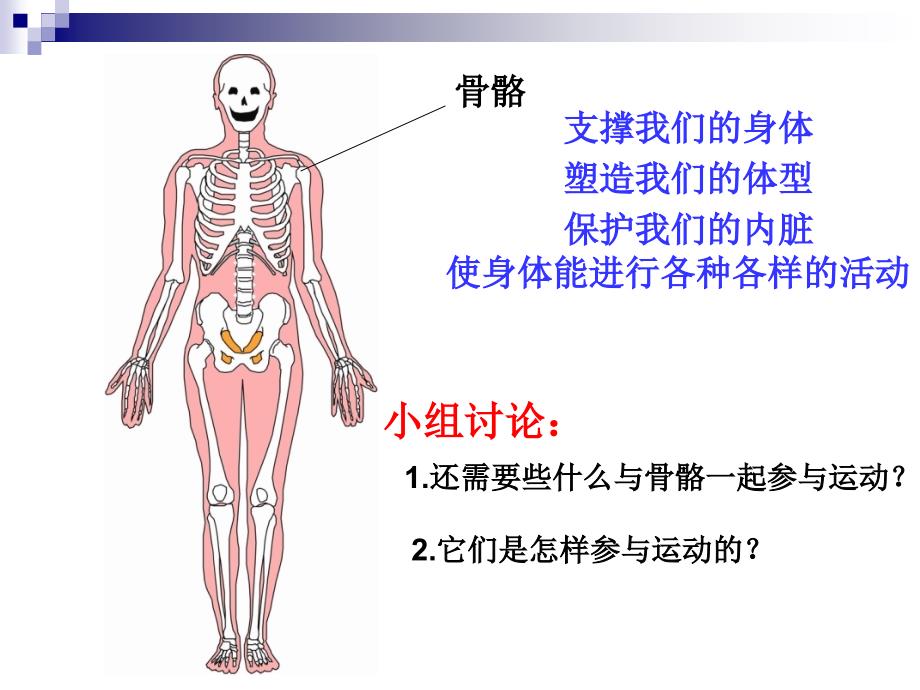 教科版小学科学《骨骼、关节和肌肉》课件_第1页