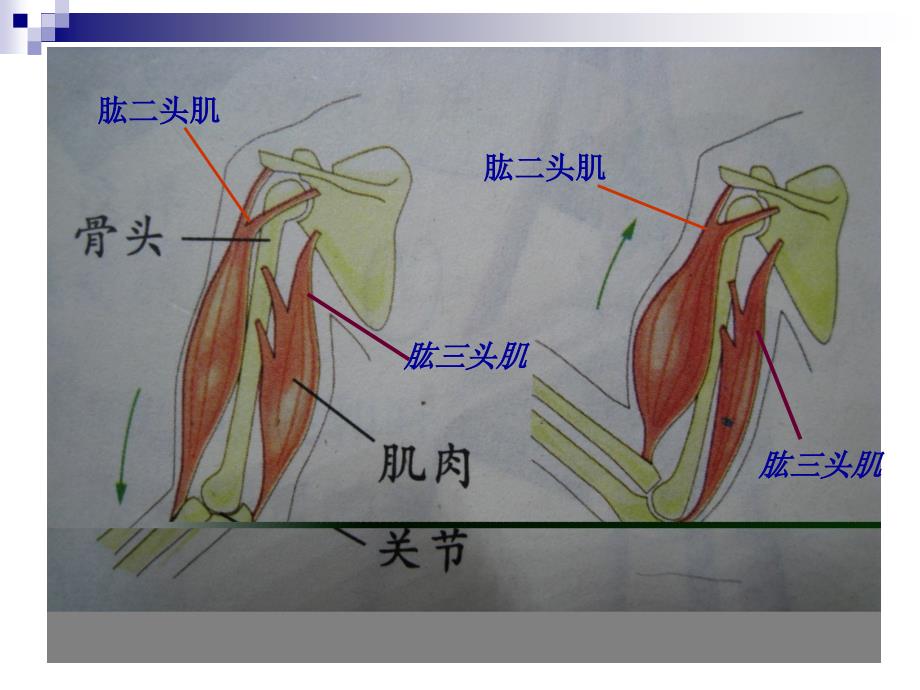 教科版小学科学《骨骼、关节和肌肉》课件_第3页