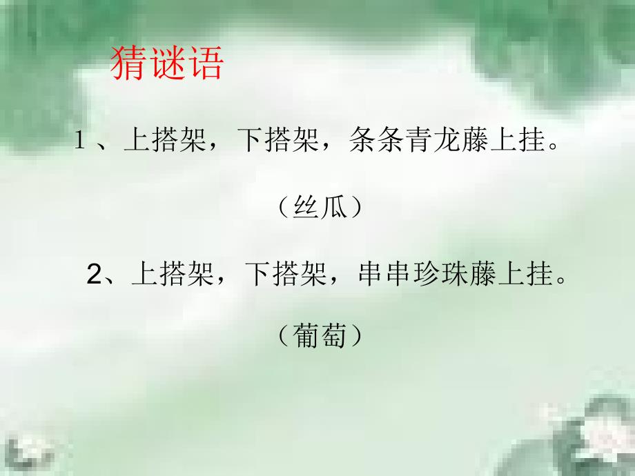 爬山虎的脚 (3)_第1页