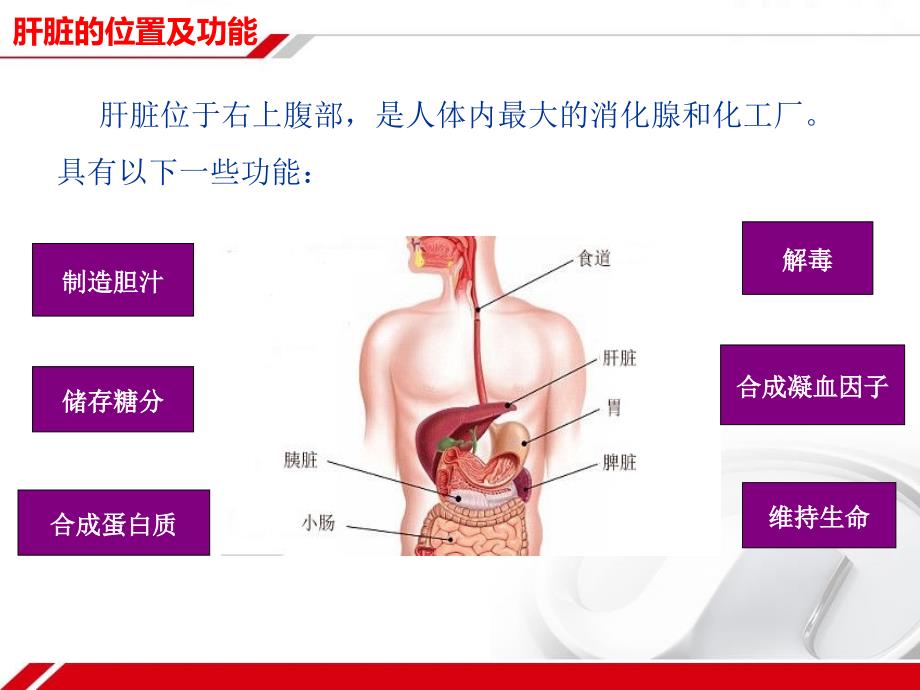 肝炎科普讲座PPT参考课件_第2页