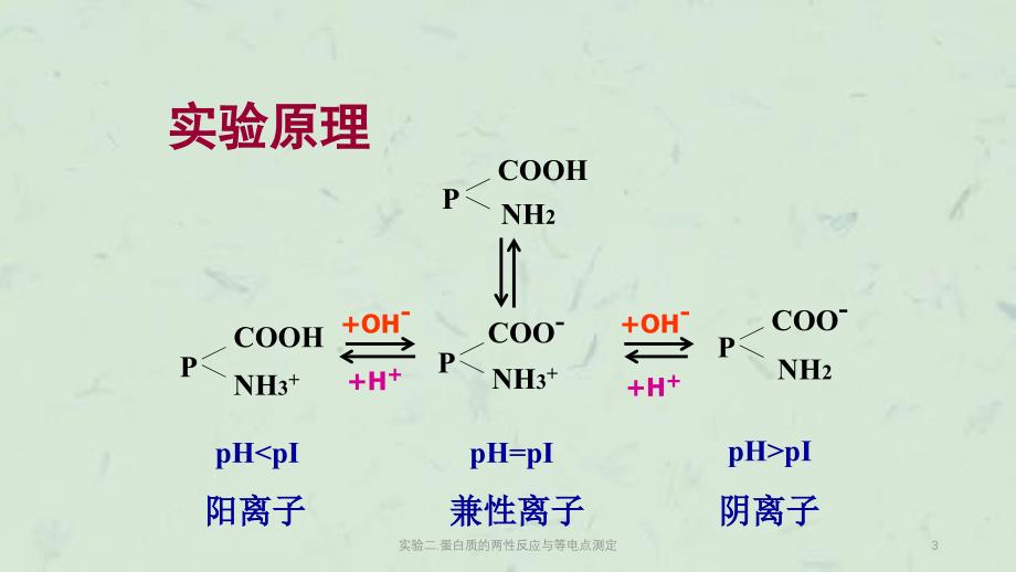 实验二.蛋白质的两性反应与等电点测定课件_第3页