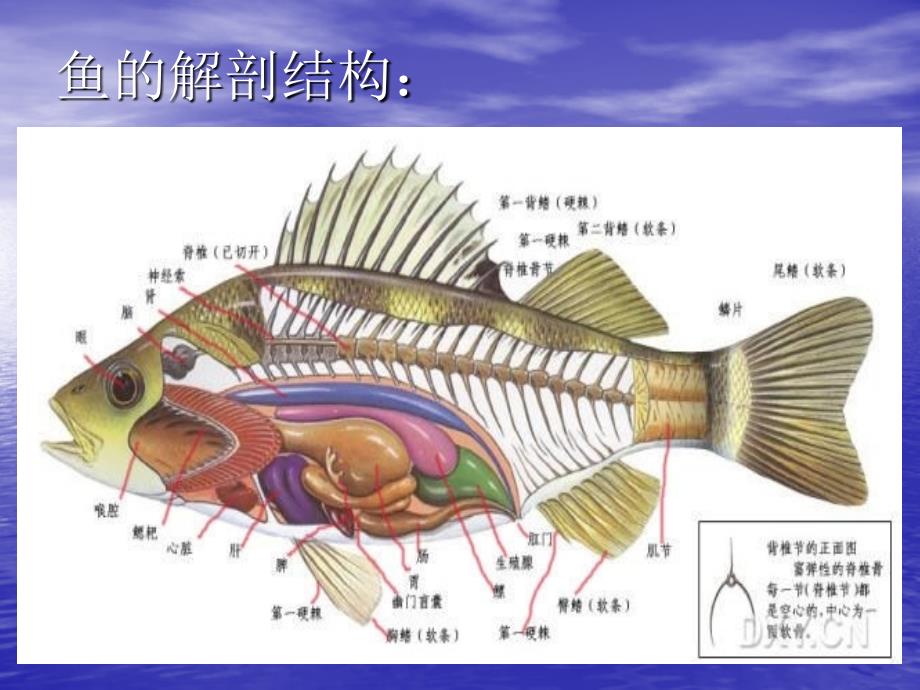 细菌的分离、培养和鉴定_第4页