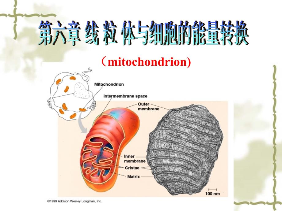 医学细胞生物学：06线粒体_第1页