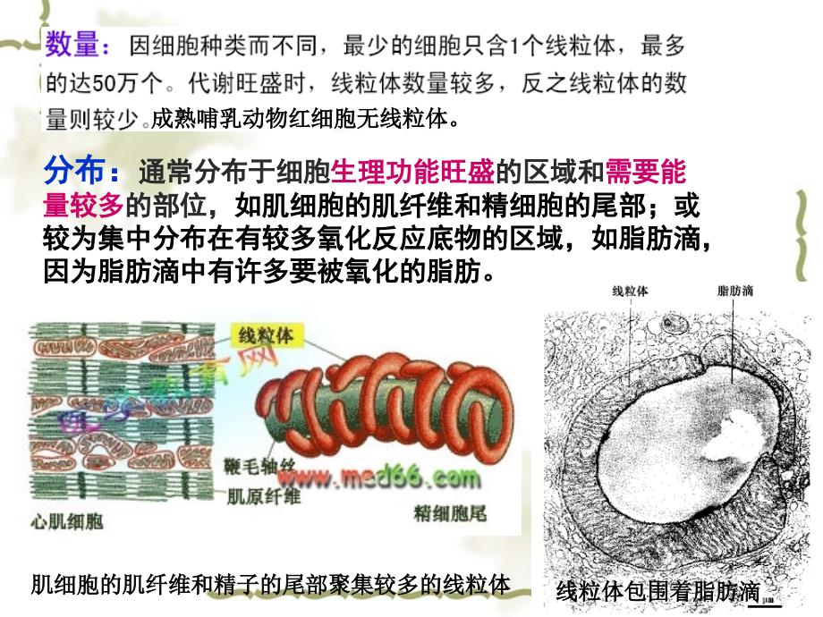 医学细胞生物学：06线粒体_第3页