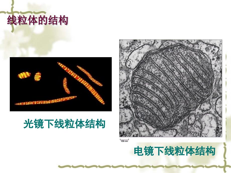 医学细胞生物学：06线粒体_第4页