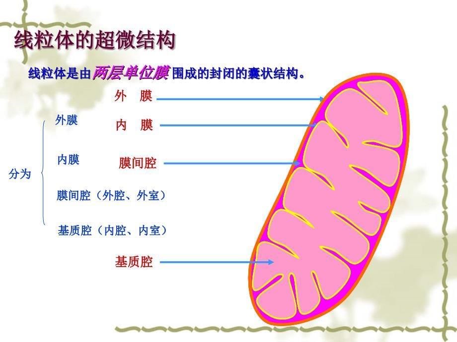 医学细胞生物学：06线粒体_第5页