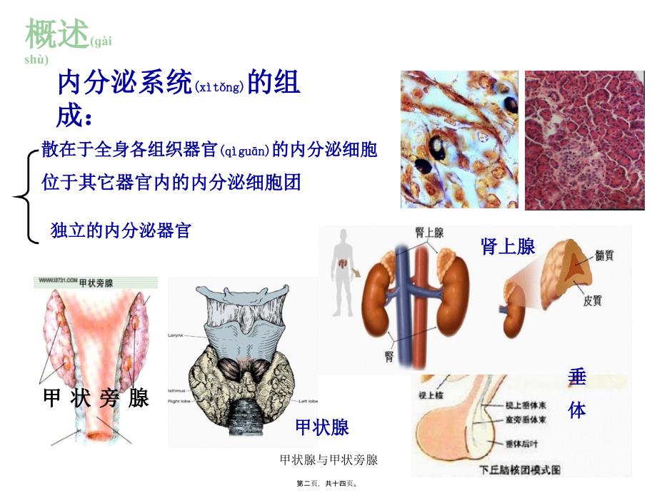 甲状腺与甲状旁腺课件_第2页