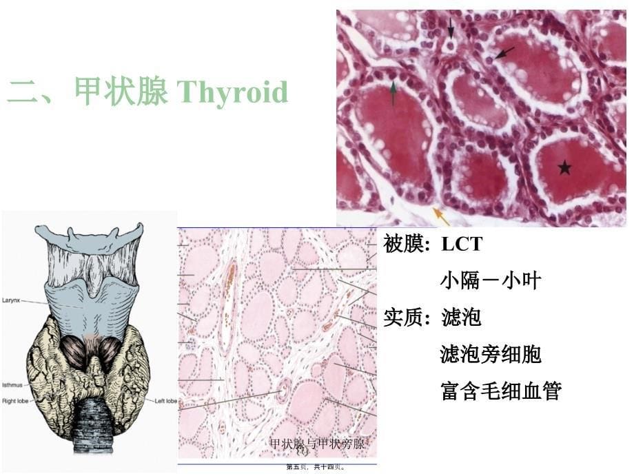 甲状腺与甲状旁腺课件_第5页