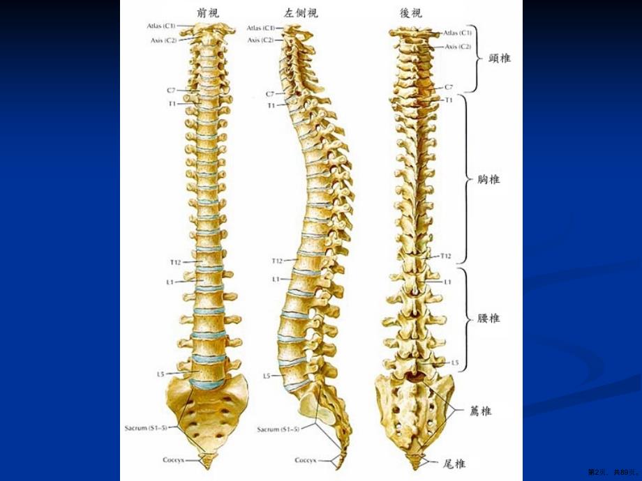 保健脊椎健康一生课件_第2页