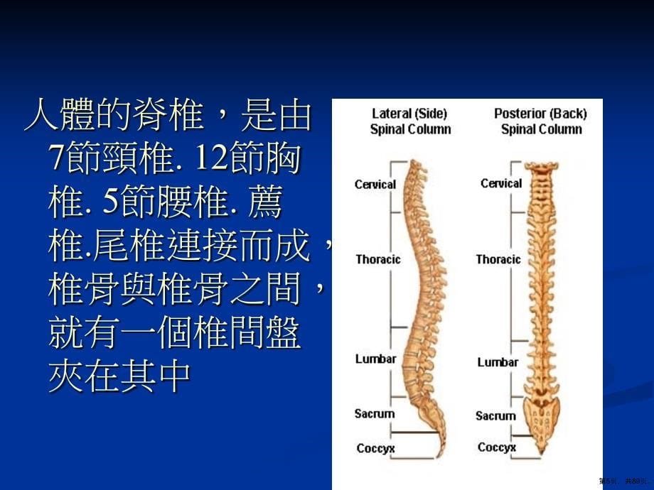 保健脊椎健康一生课件_第5页