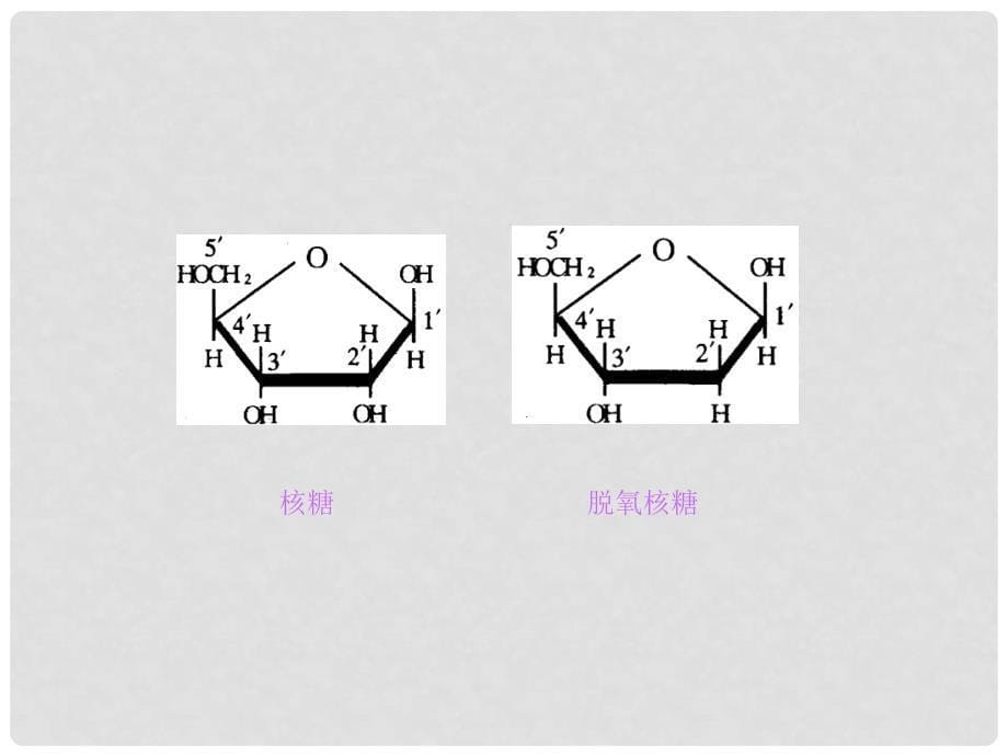 高一生物细胞中的糖类和脂质课件人教版必修1_第5页