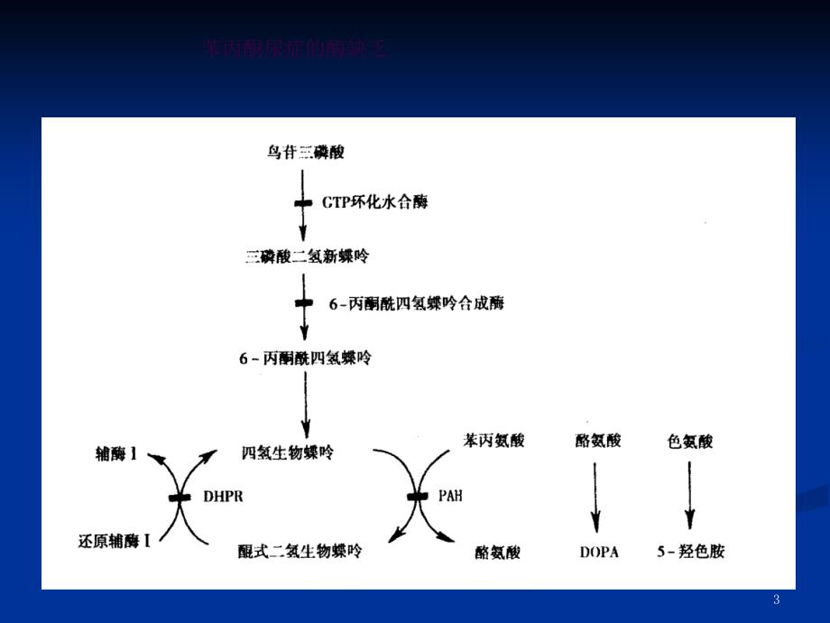 苯丙酮尿症2ppt课件_第3页