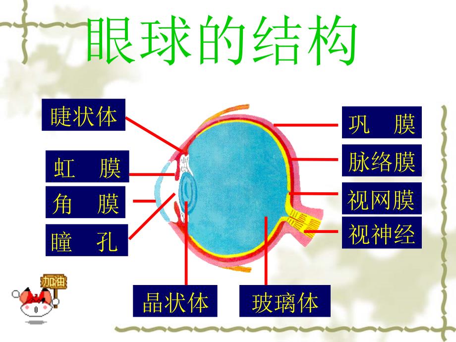 科学&#183;技术&#183;社会　角膜移植、角膜捐献和人造角膜_第4页