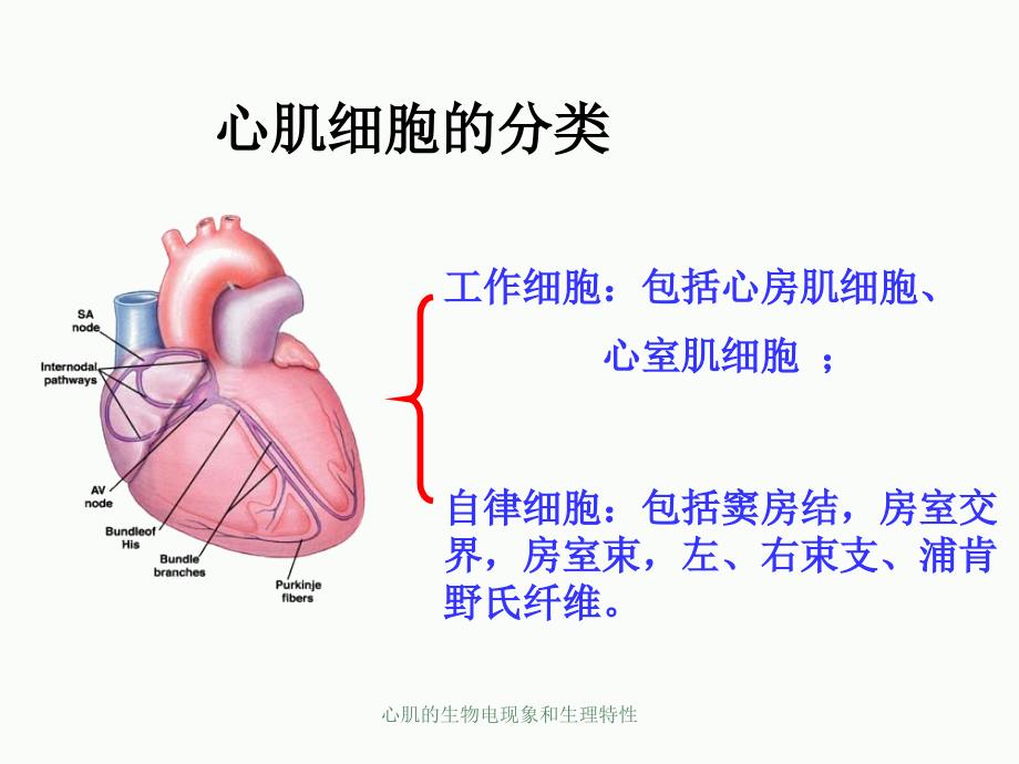 心肌的生物电现象和生理特性_第4页