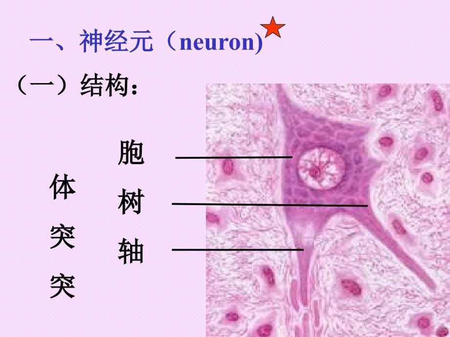 没有幻灯片标题昆明医学院_第5页