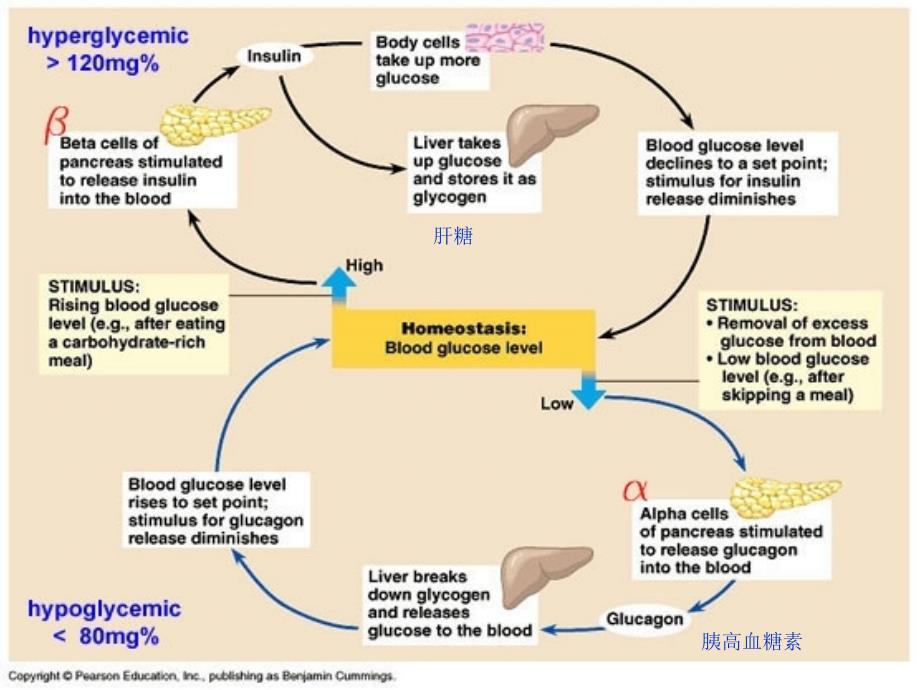 基础医学英语教学课件：Unit 12 Homeostasis_第3页