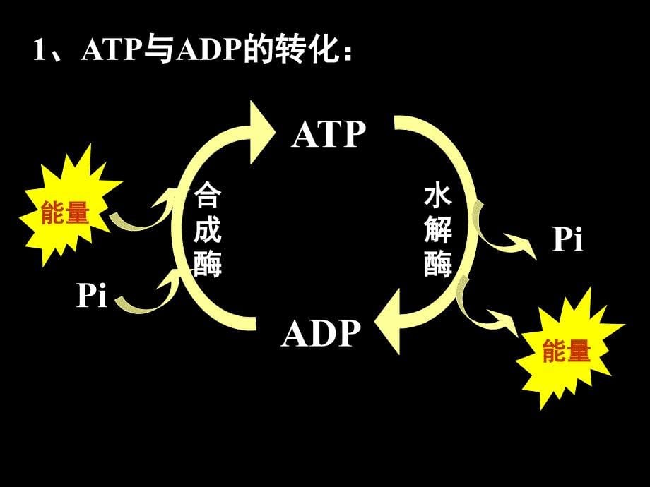 高中生物细胞的能量通货ATP_第5页