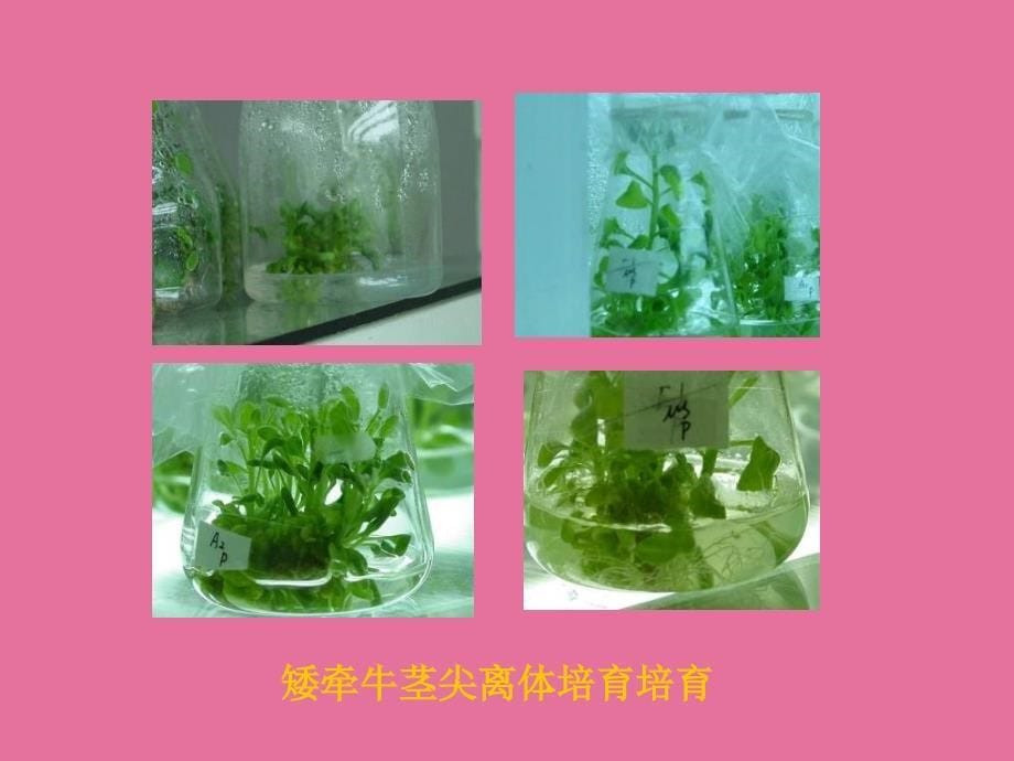 植物组织培养绪论ppt课件_第5页