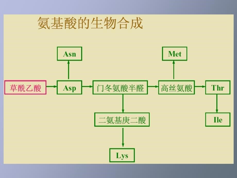 氨基酸蛋白质合成_第5页