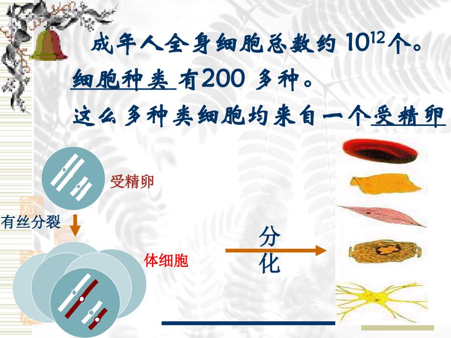 细胞的分化、癌变和衰老_第3页