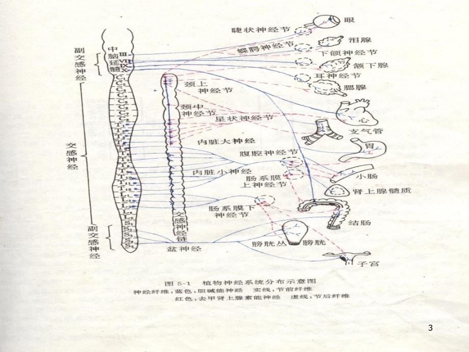 神经递质肾上腺素_第3页