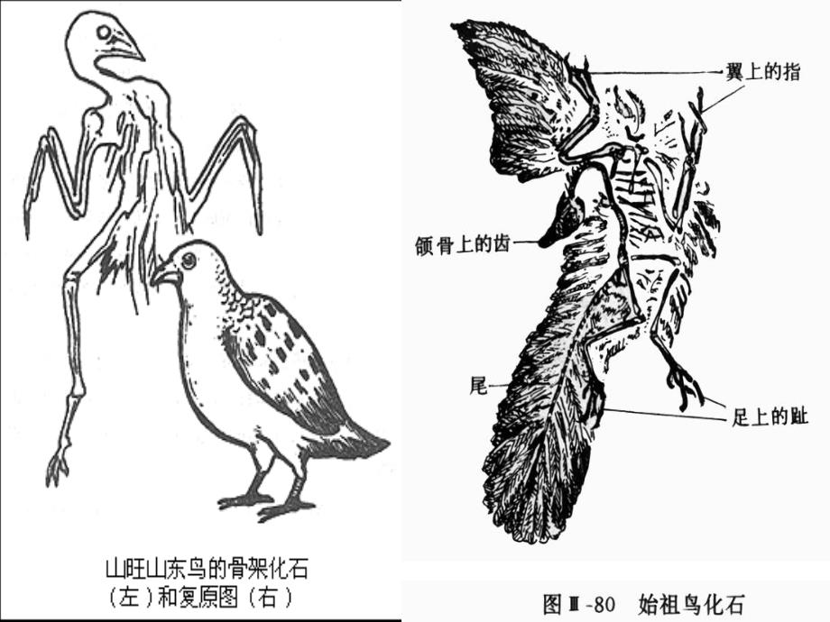 湖北省大冶市金山店镇车桥初级中学七年级语文《第四单元化石吟》课件_第2页