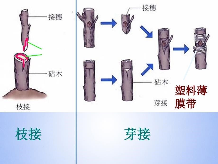 710生物圈中生命的延续和发展课件新人教版_第5页