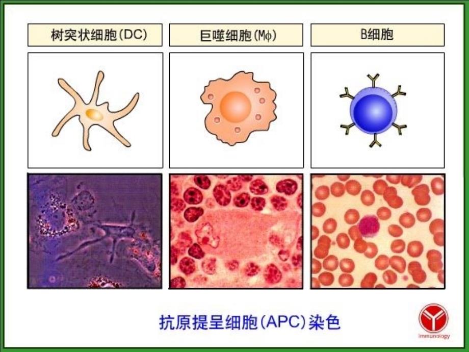 抗原呈递细胞及抗原呈递作用_第4页