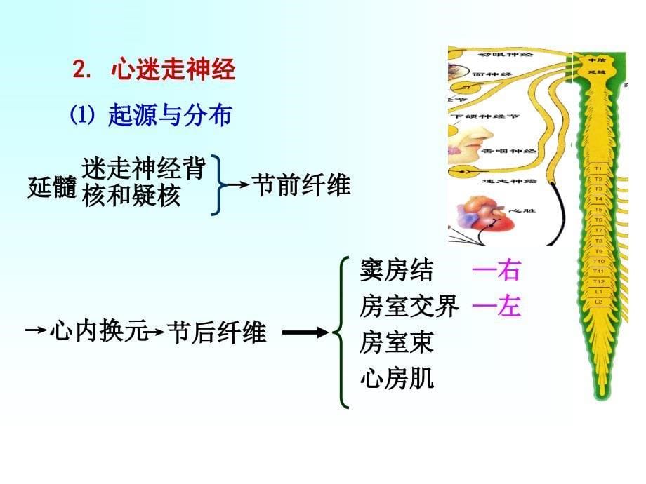 人体解剖生理学：第六章 循环系统5_第5页